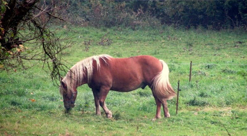 Ein Pferd stand auf der Weide bei Nistelitz am 16.Okt.2013