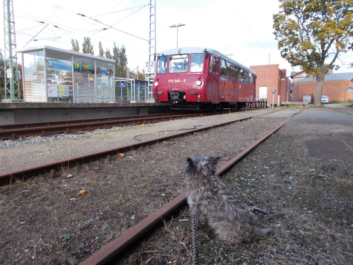 Selbst Strolch staunte das sein Stammtriebwagen am 12.Oktober 2015 ab Bergen/Rügen nicht fuhr.