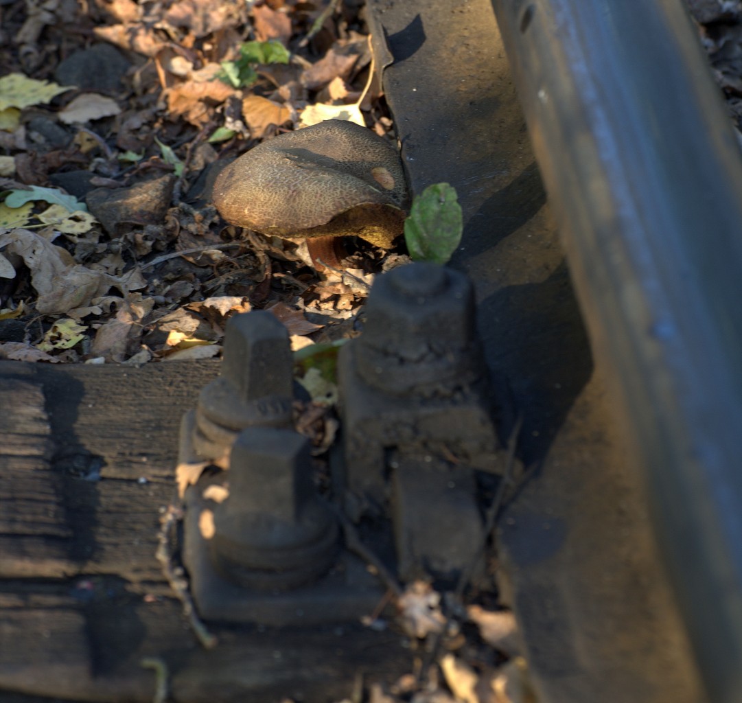 Pilze wachsen manchmal an den seltsamsten Orten.
Lnitzgrundbahn, nhe Dippeldorfer Teich. 02.10.2013 17:52 Uhr